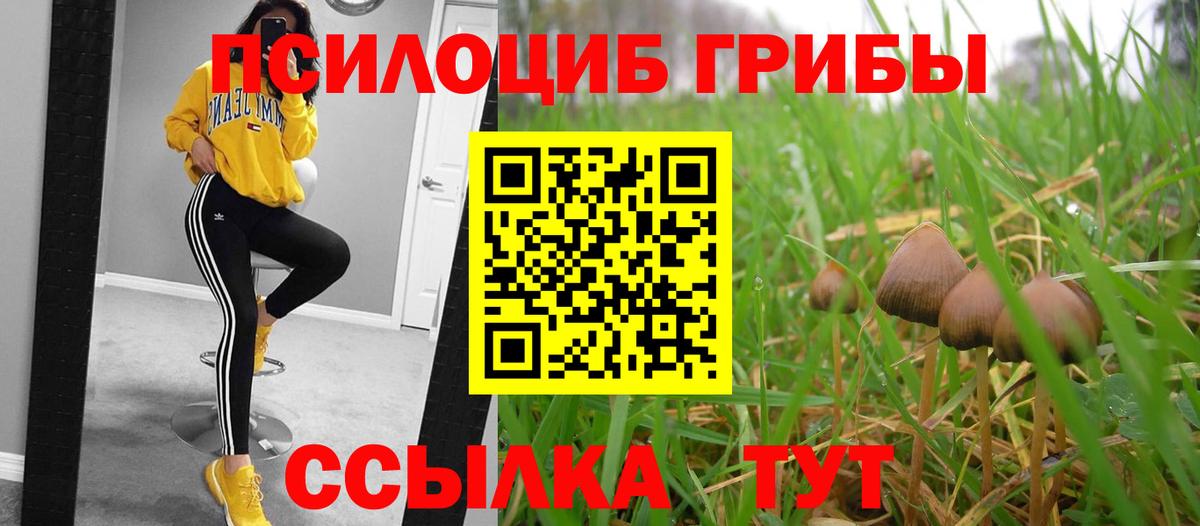 Галлюциногенные грибы Psilocybe Тайшет